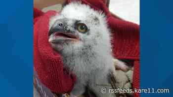 Baby great horned owl being cared for at The Raptor Center
