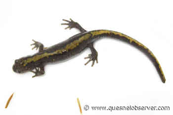 Hundreds of salamanders spied at Hallis Lake Ski Trails – Quesnel Cariboo Observer - Quesnel - Cariboo Observer