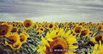 Estiman rendimiento de 2.000 kilos por hectárea de girasol en Buenos Aires y La Pampa - Revista Chacra