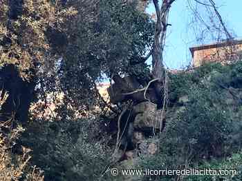 Ardea, un mare di rifiuti a cielo aperto: addirittura le lavatrici sugli alberi (FOTO) - Il Corriere della Città
