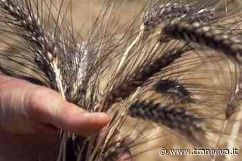 Era ora, grano in Puglia: un bando per utilizzare 100.000 ettari di terreni incolti - TraniViva