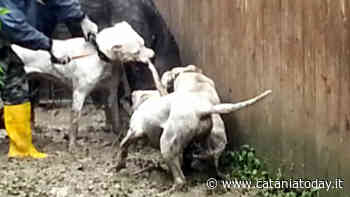 Blitz a Canicattì, combattimenti illegali di cani: denunce anche a Catania - CataniaToday