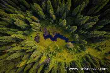 Forest poll part of anti-Canadian trade campaign, industry says – Nelson Star - Nelson Star