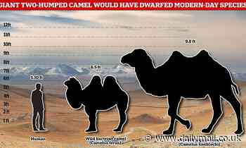 Humans may have eaten the last giant Mongolian camels 27,000 years ago