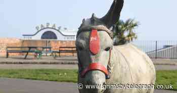 Cleethorpes' Dudley the Donkey loses ear again in vandal attack - Grimsby Live