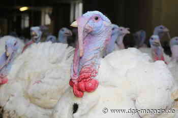 Vierter Fall in Mastputenbetrieb in Garrel - DGS Magazin