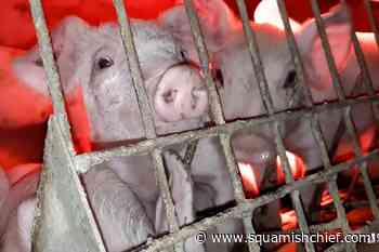 Court proceedings for Excelsior 4 get underway in New West - Squamish Chief