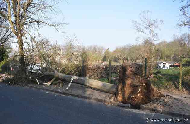 POL-MG: Ergänzung zu: "LKW-Fahrer beschädigt Baum und Zaun - Zeugensuche" - Bilddatei