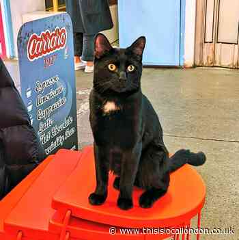 "Toots" the Tooting Market cat is missing