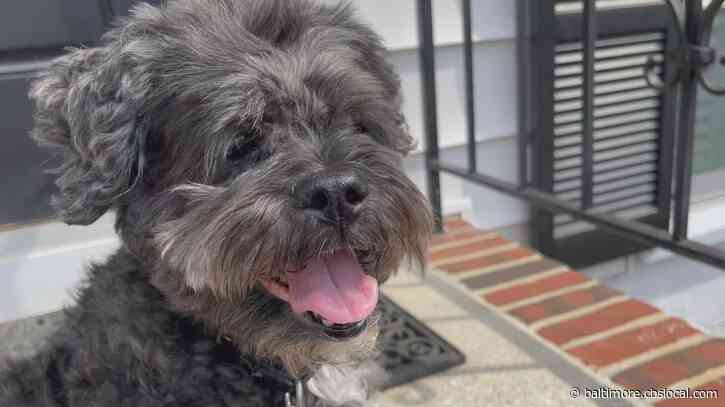 WJZ’s Furever Friend: Mackee