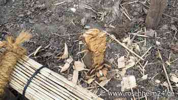 Baumfrevel 3. Teil? Ahorn ist schon wieder umgefallen an der B304 in Wasserburg