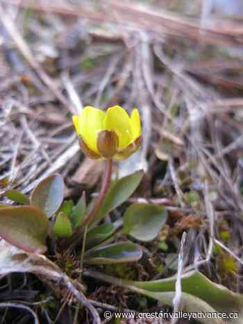 Out There: Spring in the Flower World - Creston Valley Advance