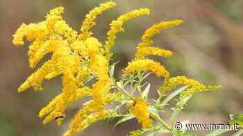 Infezione alle vie urinarie: come combatterla con un’erba comune - INRAN