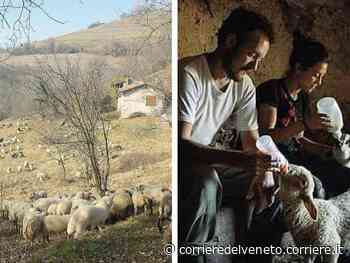 Verona, il pastore alla ricerca di erba sui monti arsi dalla siccità: «Il fieno? Ora costa troppo» - Corriere