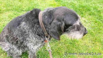 Mit Rücksicht auf das Wild Hunde an die Leine nehmen - leinetal24.de