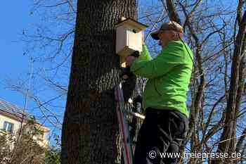 Bauhof-Team bringt neue Nistkästen an - freiepresse.de