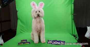 This year's Cadbury Bunny is Cincinnati therapy pup Annie Rose - WCPO 9 Cincinnati