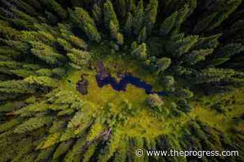 Forest poll part of anti-Canadian trade campaign, industry says – Chilliwack Progress - Chilliwack Progress