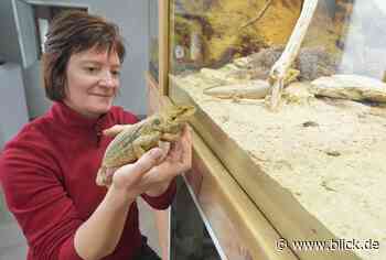 Freier Eintritt für Geflüchtete in Chemnitzer Einrichtungen | blick.de - Chemnitz - Blick.de