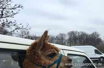 POL-LB: A8 / Sindelfingen: Polizei kontrolliert - und ein Alpaka schaut zu - Presseportal.de