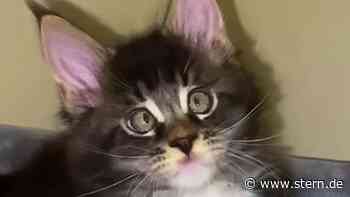 Verspielte schielende Katzen begeistern das Internet (Video) - STERN.de