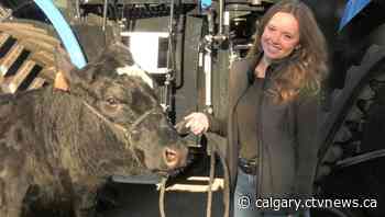 Lethbridge College's Ag Club provides education around Alberta's agricultural sector - CTV News Calgary