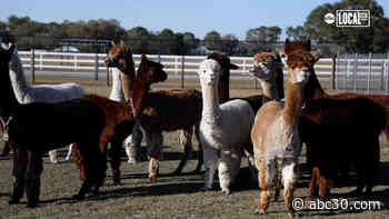 Shear cuteness! Florida ranch offers immersive alpaca experience