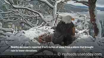 Nearly month-old eaglet in snowy California nest