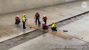 Two people and a dog were rescued from raging waters after heavy rain in Los Angeles