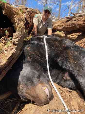 500-pound black bear living near Tennessee university relocated by wildlife officials