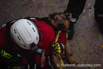 Dog swept up in LA river triggers chaotic rescue after bystander jumps in