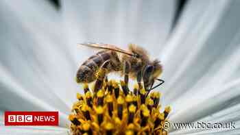 Biodiversity: What is it and how are we protecting it?