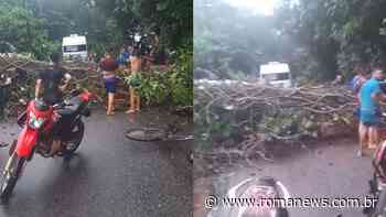 Vídeo: árvore cai e interdita estrada da Ceasa, em Belem - Portal Roma News