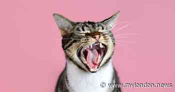 Hackney Council 'spends £19,000' housing 4 cats in luxury pet hotel with manicures - My London