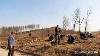 Schüler der Sekundarschule Olsberg pflanzen 2100 Bäume - WP News