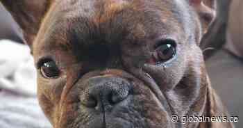 Saskatchewan couple’s house robbed while hoping to find missing dog