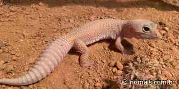 FOTOS: Lagartixa de 50 milhões de anos nasce no Zoobotânico de Brusque - ND Mais