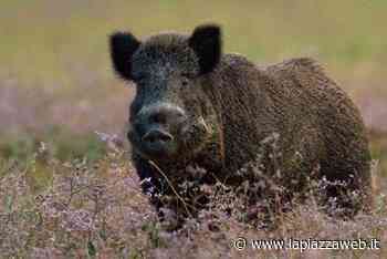 Este, peste suina: l'allarme resta alto - La Piazza
