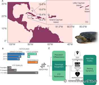 The architecture of assisted colonisation in sea turtles: building new populations in a biodiversity crisis - Nature.com