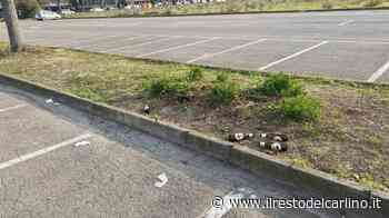 "Al Campus troppa sporcizia Valorizziamo il grande prato" - il Resto del Carlino