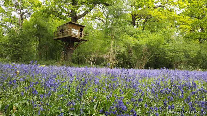 Perivale Wood’s bluebells open days announced