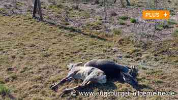 Landkreis Augsburg: Wildunglück im Kreis Augsburg: Wenn Rehe in der Todesfalle stecken | Schwabmünchner Allgemeine - Augsburger Allgemeine