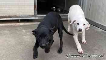 Abbandona i cani, identificato - latinaoggi.eu