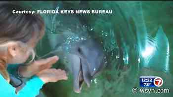 Rescued dolphin arrives at research center in Marathon - WSVN 7News | Miami News, Weather, Sports | Fort Lauderdale