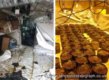 Cannabis farm with 205 plants discovered by police