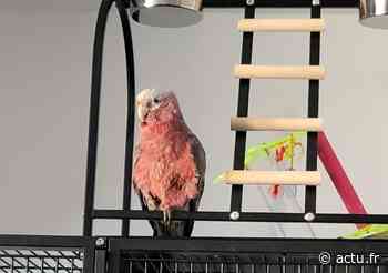 Nancy. Son cacatoès s’échappe : une récompense offerte à la personne qui le retrouvera - Lorraine Actu