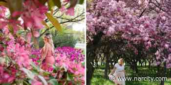 This Cherry Blossom Map Of Ottawa Shows You 9 Spots To See The Pretty Pink Blooms - Narcity Canada