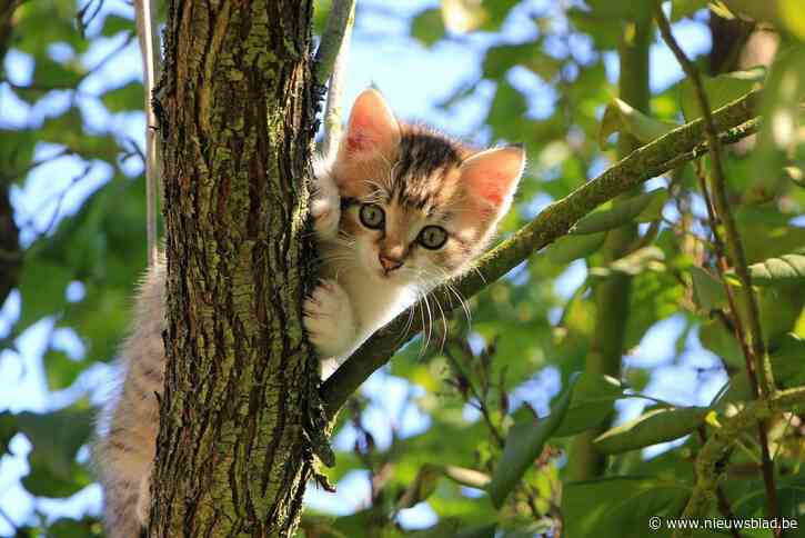 Gemeente laat in drie buurten zwerfkatten vangen