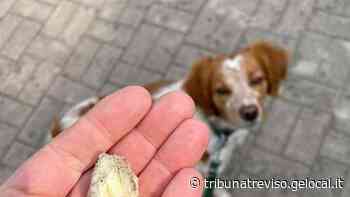 Casier, allarme “spugne fritte” uccidono cani e gatti - La Tribuna di Treviso