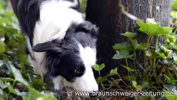 Polizei warnt Hundebesitzer vor Giftködern in Süpplingen